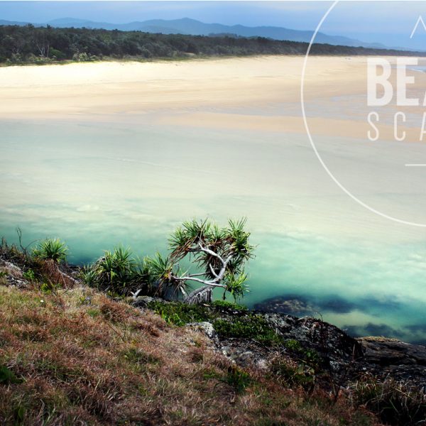 boambee-pandanus_1